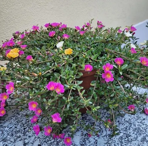 Pansiyon Ferienzimmer Familie Schmidt *